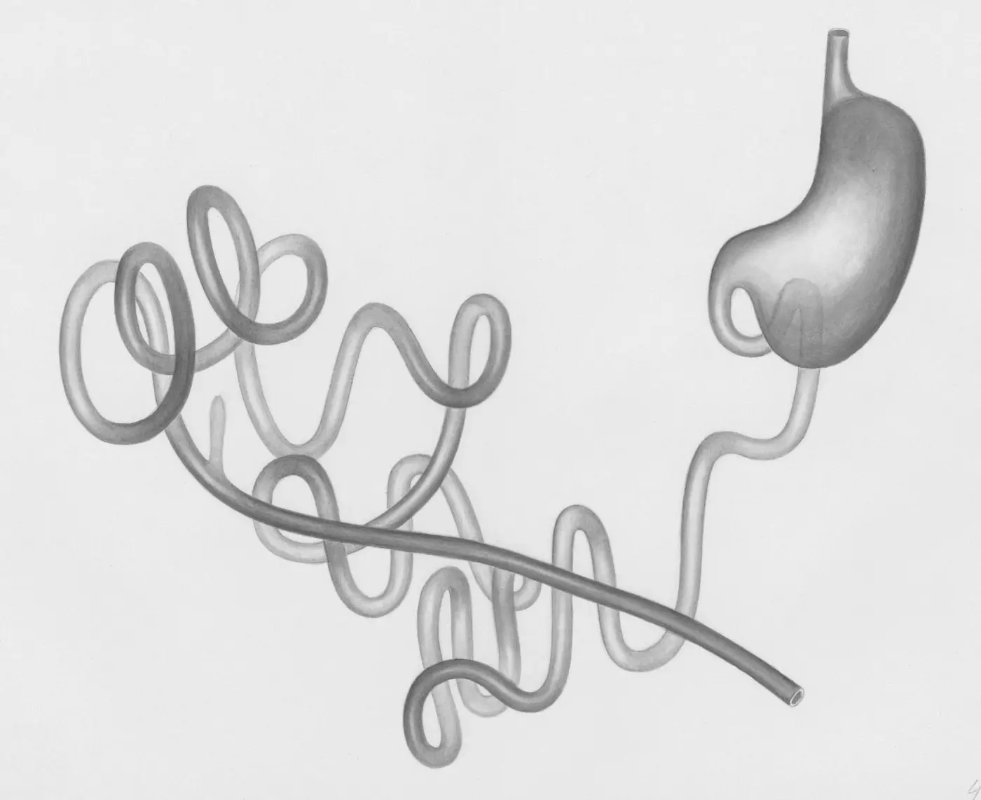 Illustration du tube digestif humain