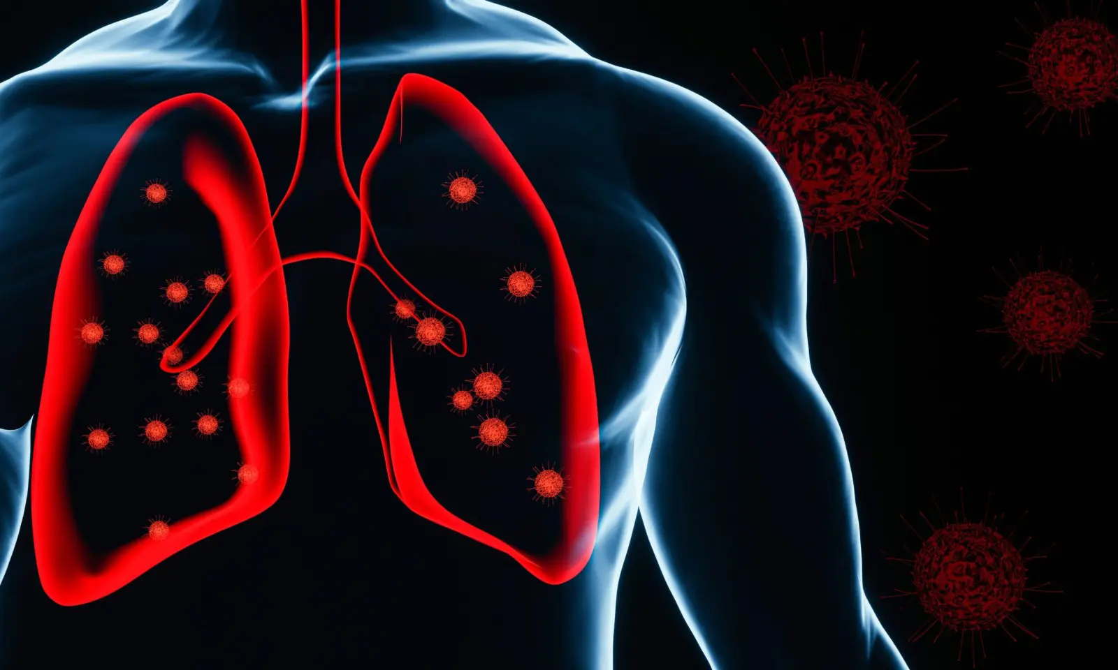 Illustration of lungs highlighted in red inside a translucent human torso