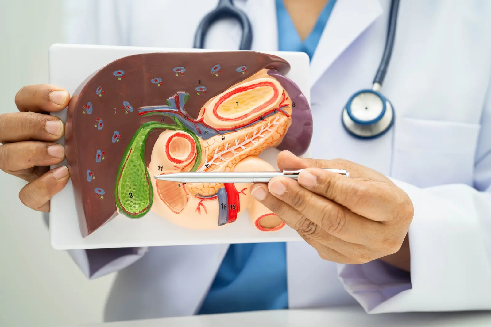 Anatomical model of the liver, gallbladder and pancreas, with the gallbladder shown in green